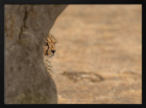 Cheetah hiding Poster