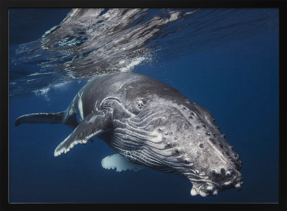 Humpback Whale Poster