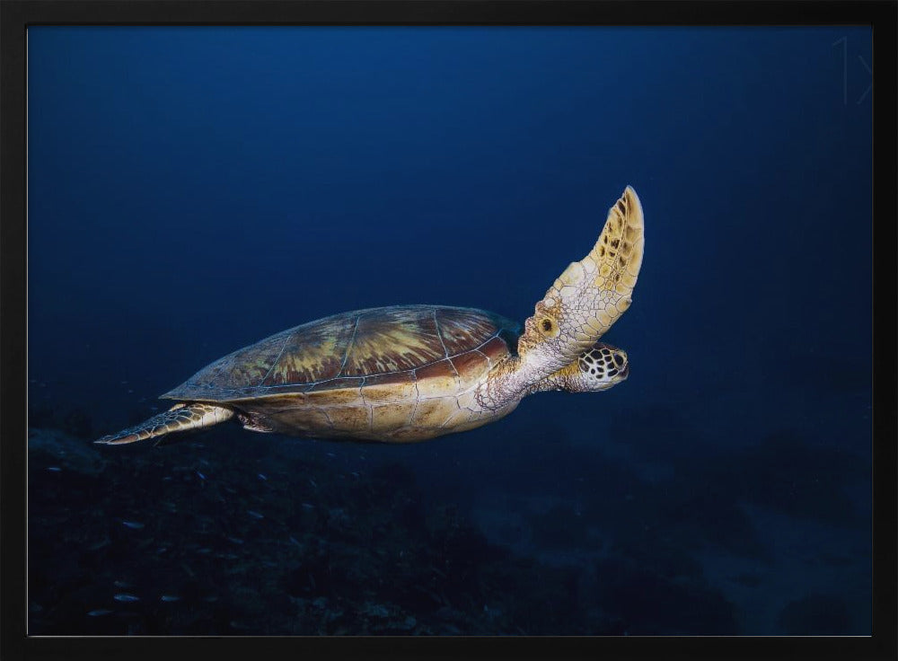 Green Turtle Poster