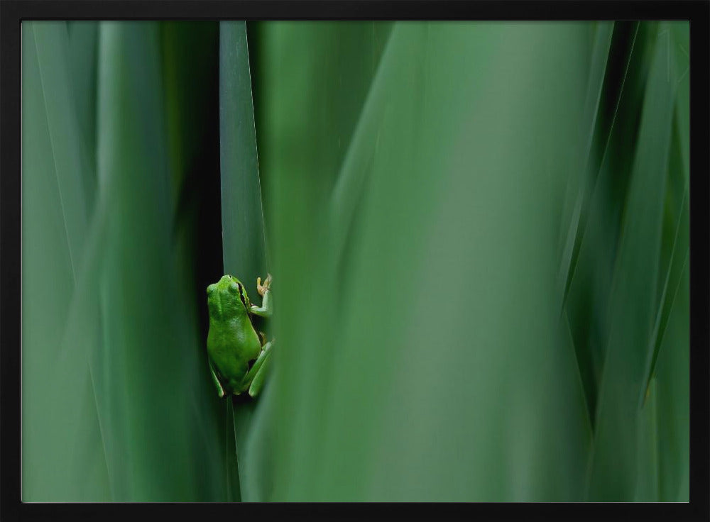 Stage curtain Poster