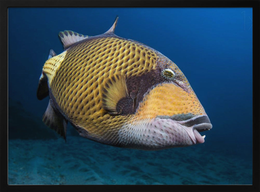 Triggerfish Poster