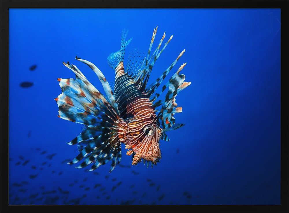 Lionfish Poster