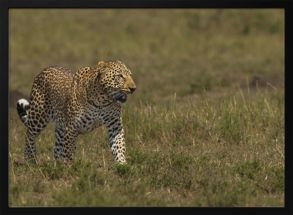 Leopard Poster