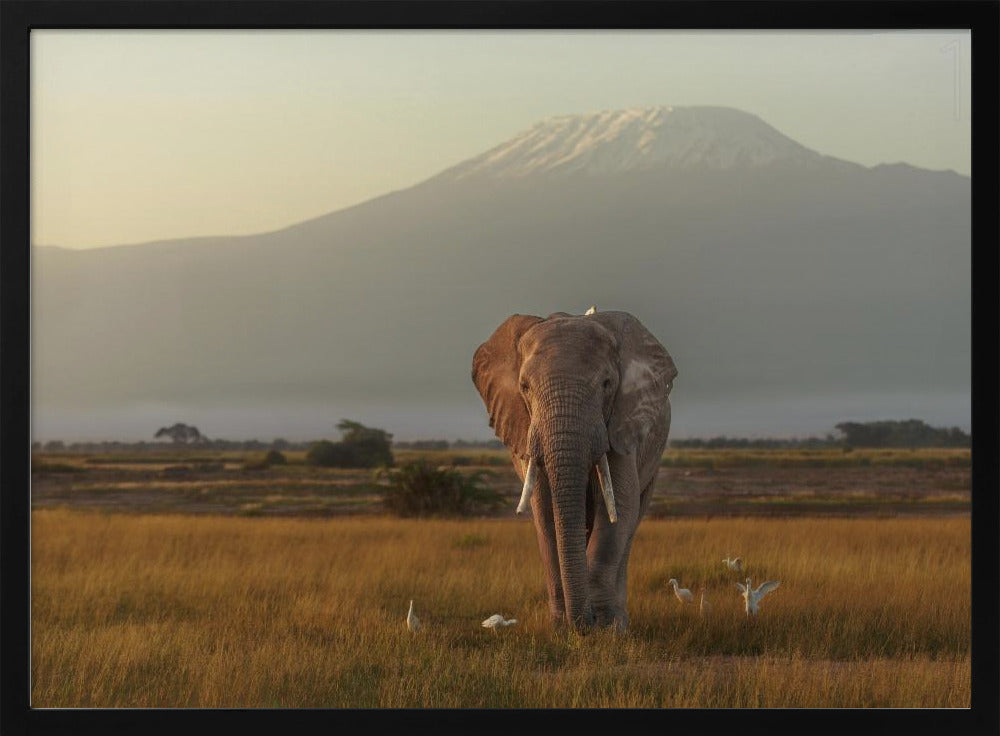 Under the roof of Africa Poster