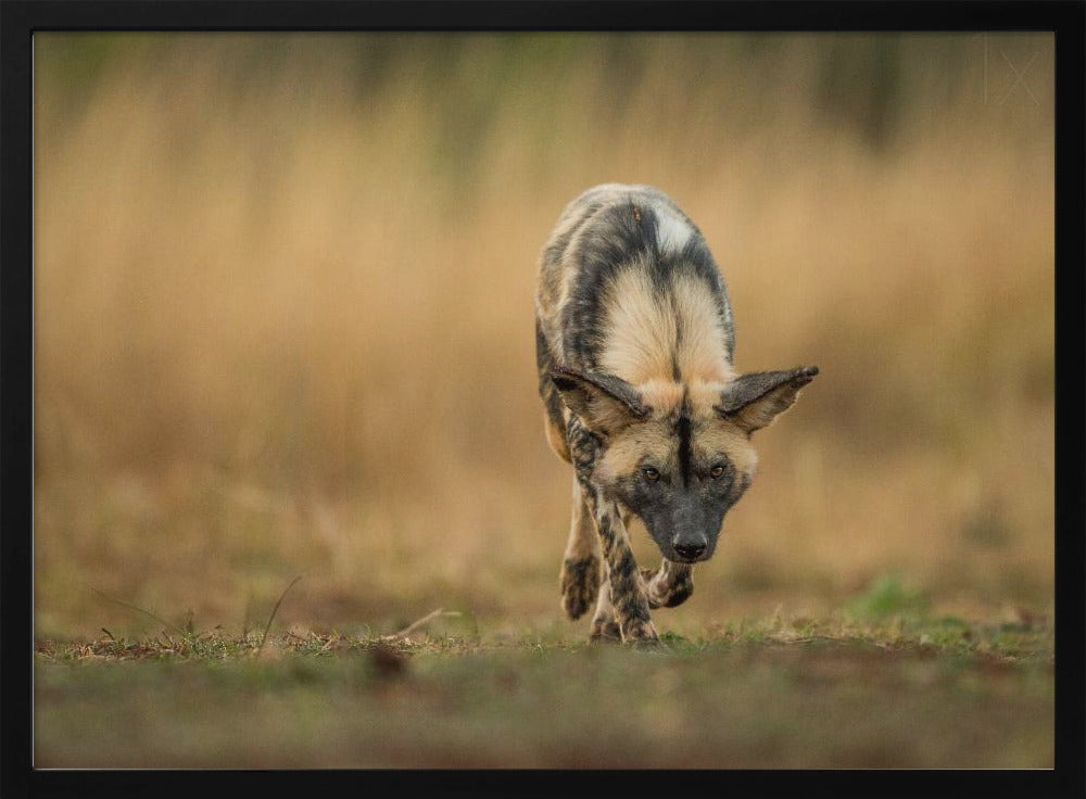 Painted Dog Stalk Poster