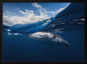 Humpback whale and the sky Poster