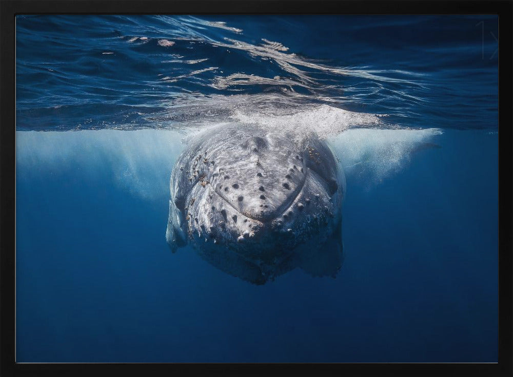 Face to face with Humpback whale Poster