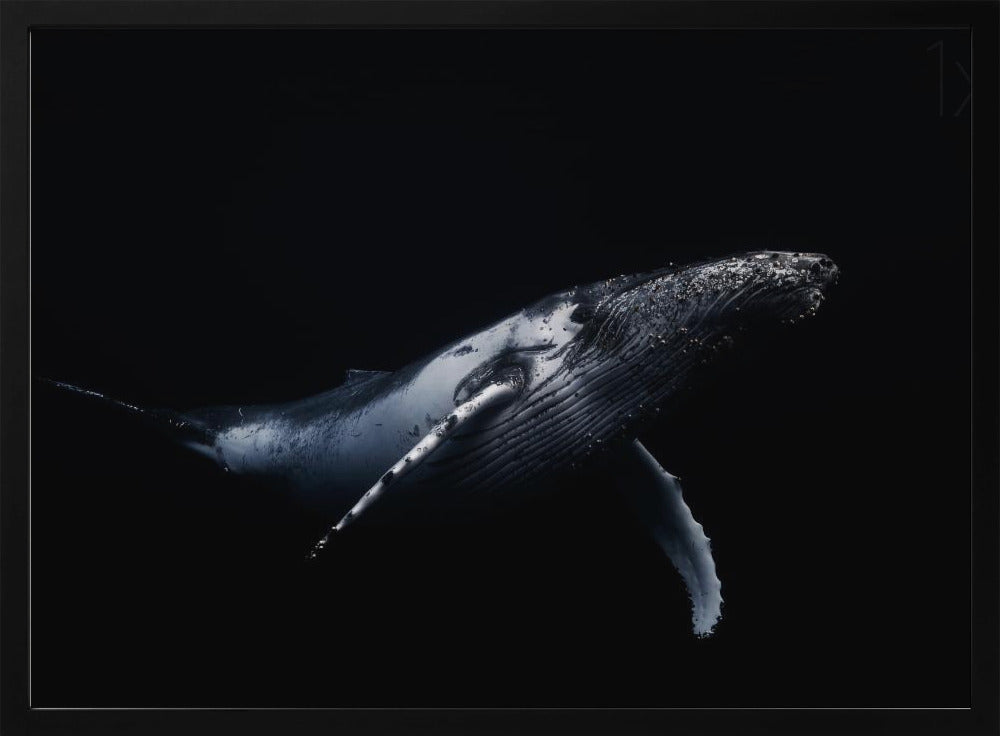 Black &amp; Whale Poster