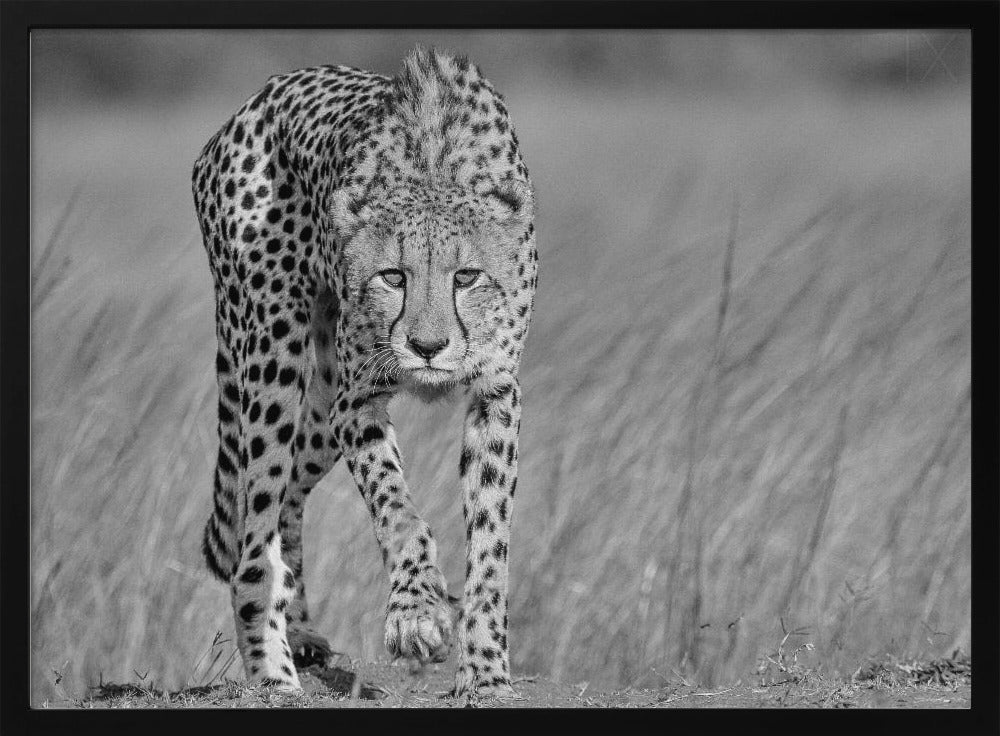 Focused predator Poster