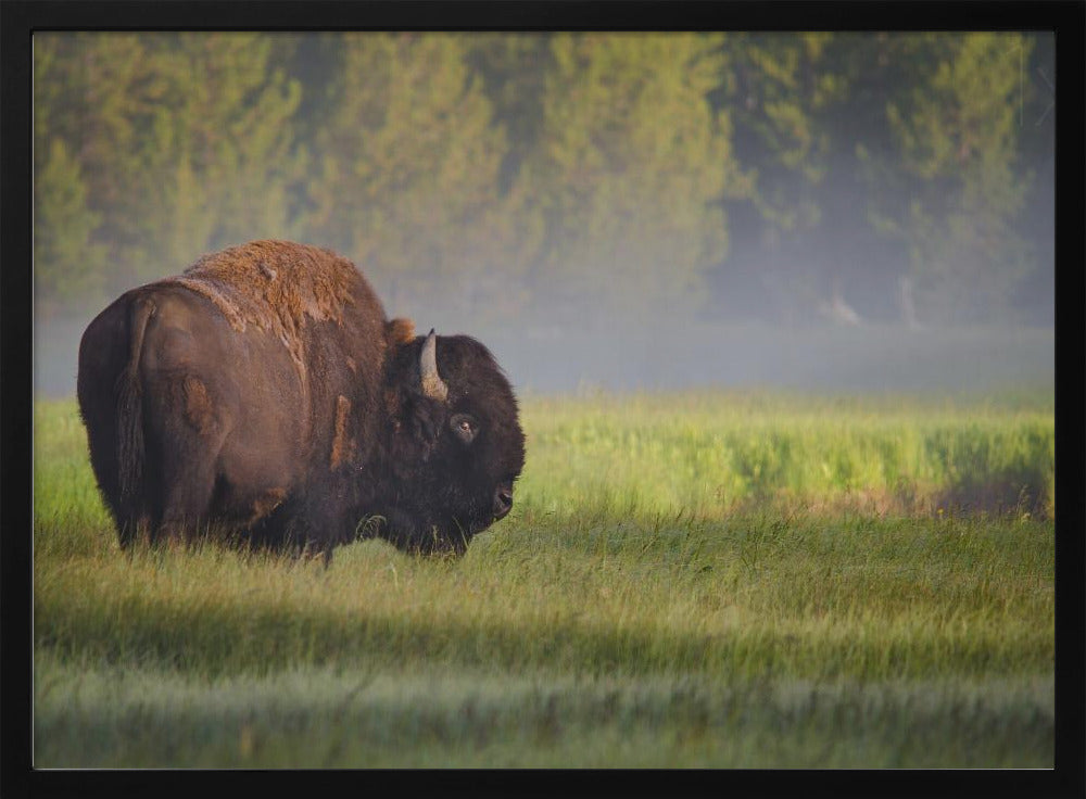 Bison in Morning Light Poster