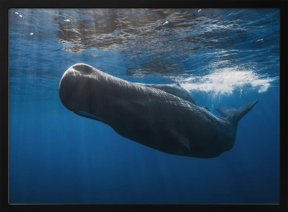 Sperm whale Poster