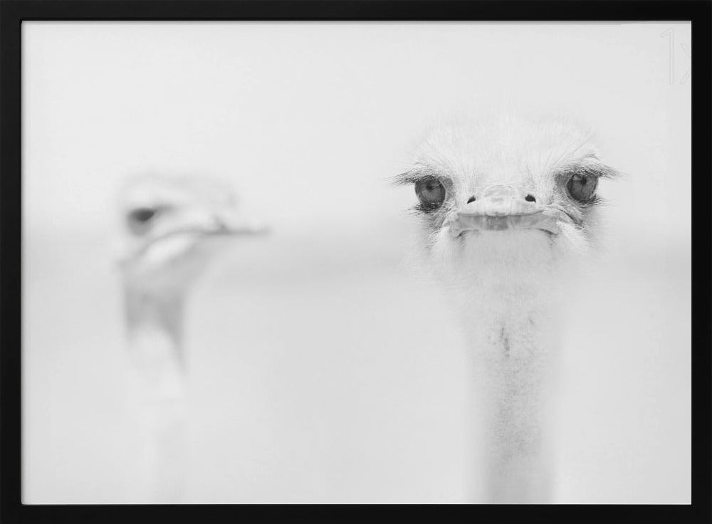 Funny ostrich Poster