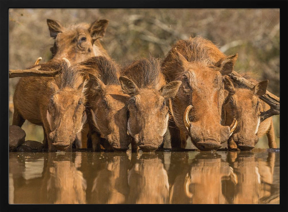 Warthog Family Reunion Poster