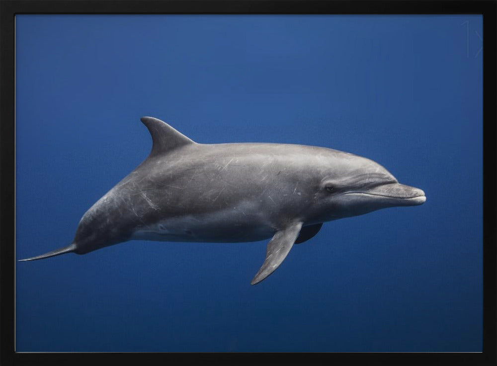 Dolphin Poster