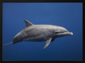 Dolphin Poster