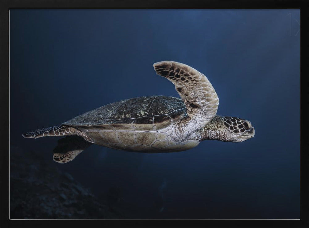 Marine life: Green Turtle Poster