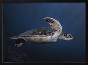 Marine life: Green Turtle Poster