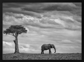 Elephant Landscape Poster