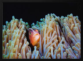 Clownfish Poster