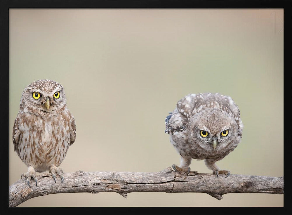 Curiosity of chick Poster