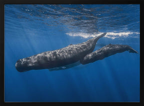 Sperm whale family Poster