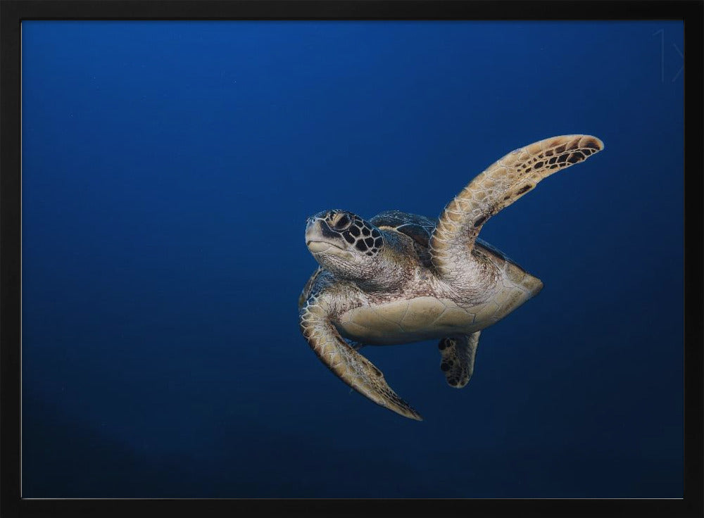 Green Turtle Poster