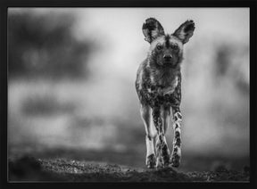 Monochrome Wild Dog Poster