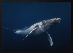 Humpback whale in blue Poster