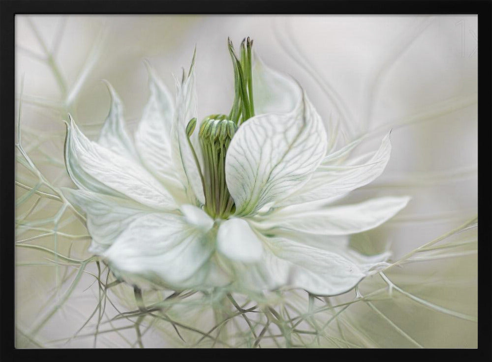 Nigella Poster