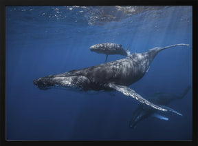 Humpback whale family's Poster