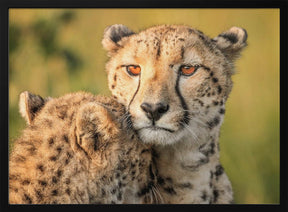 Cheetah eyes Poster