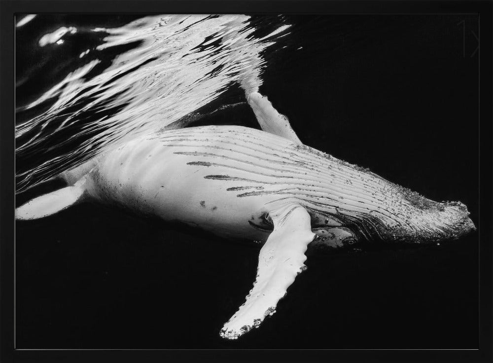 Black &amp; Whale Poster