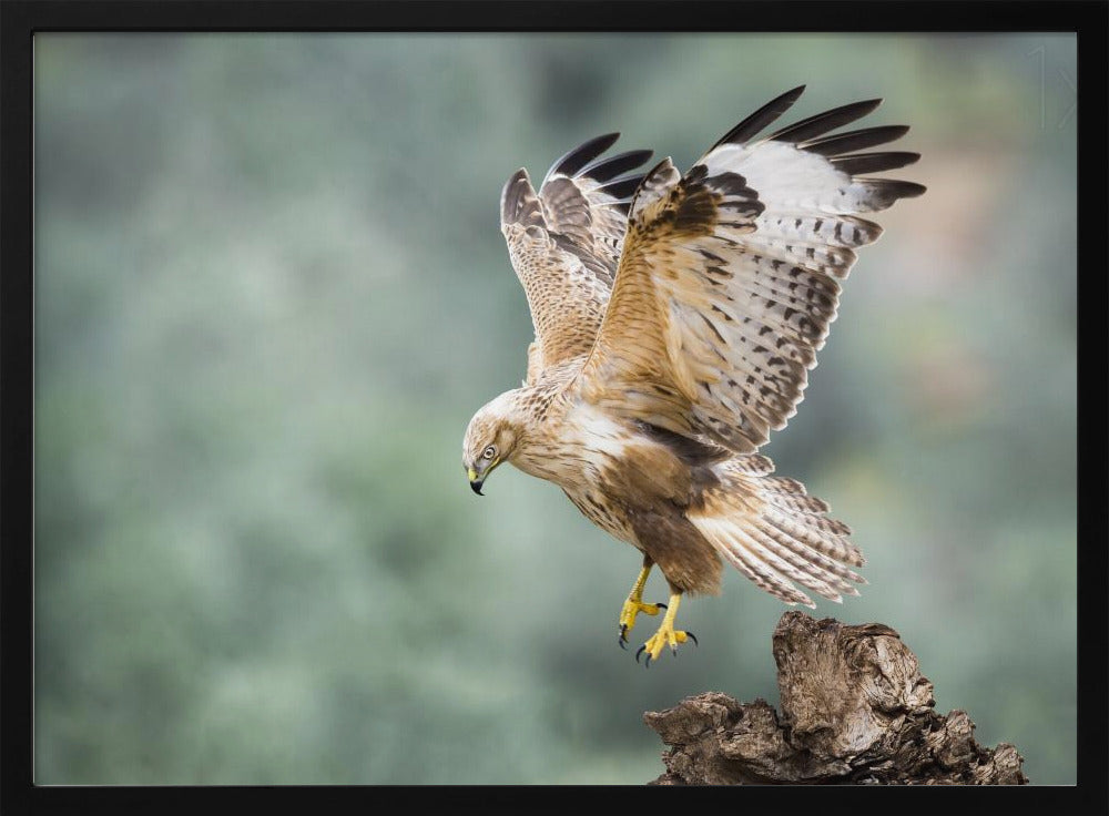 Buteo rufinus Poster