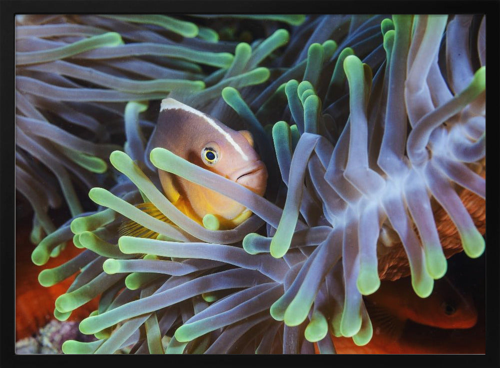 Clownfish Poster