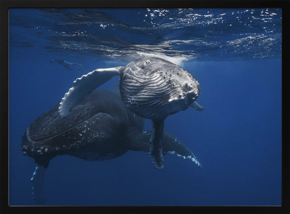 Humpback Whale family Poster