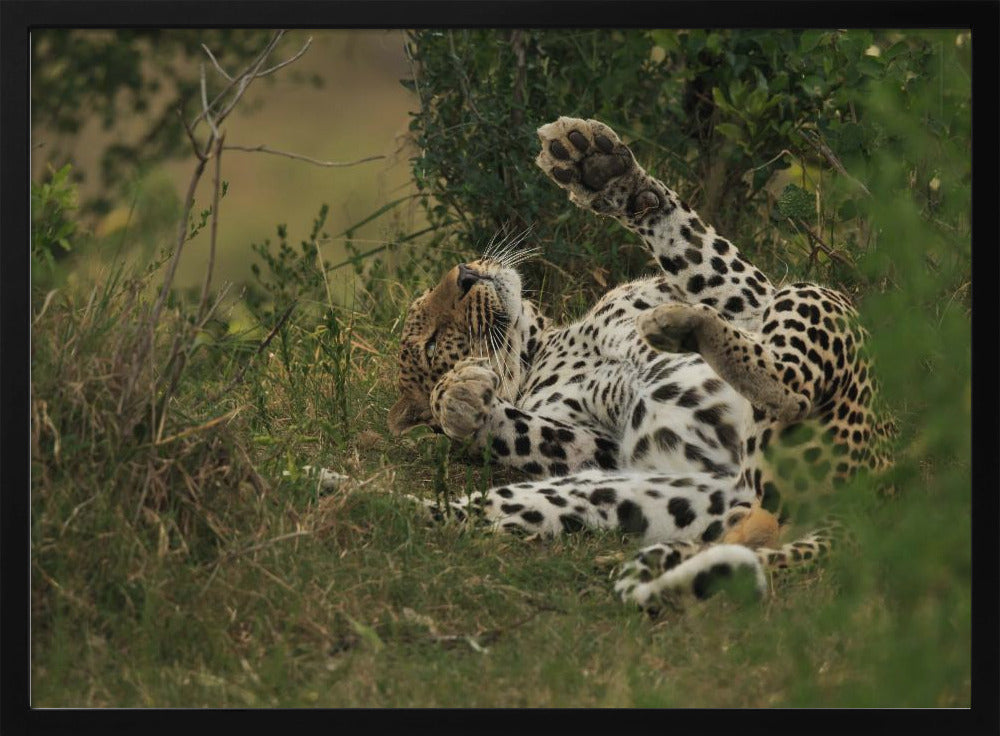 A leopard in Mara Triangle Poster