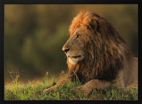 Male lion watching sunrise in Masai Mara Poster