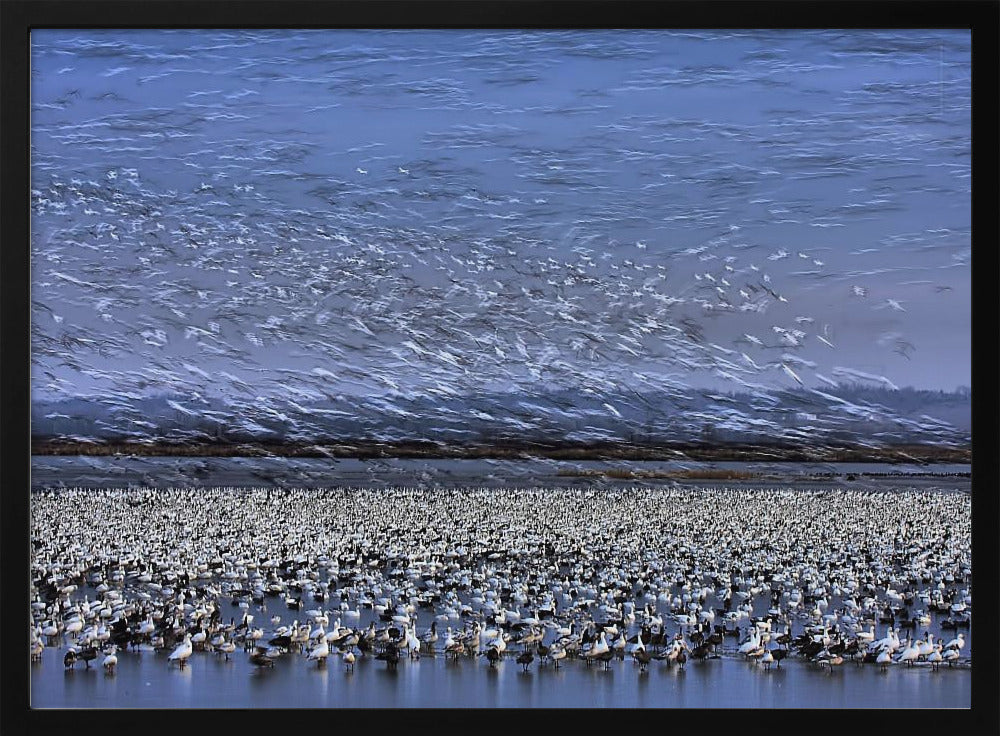 Before Dawn - A Day of Snow Goose Migration Poster