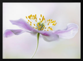 Wood Anemone Poster