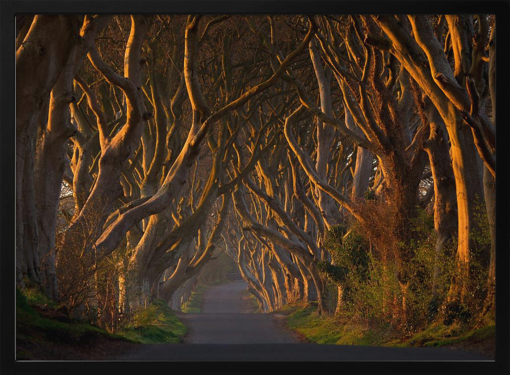 The Dark Hedges in the Morning Sunshine Poster