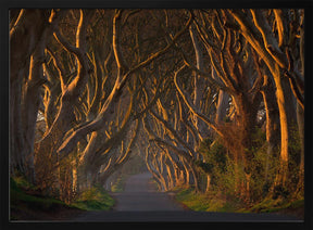 The Dark Hedges in the Morning Sunshine Poster