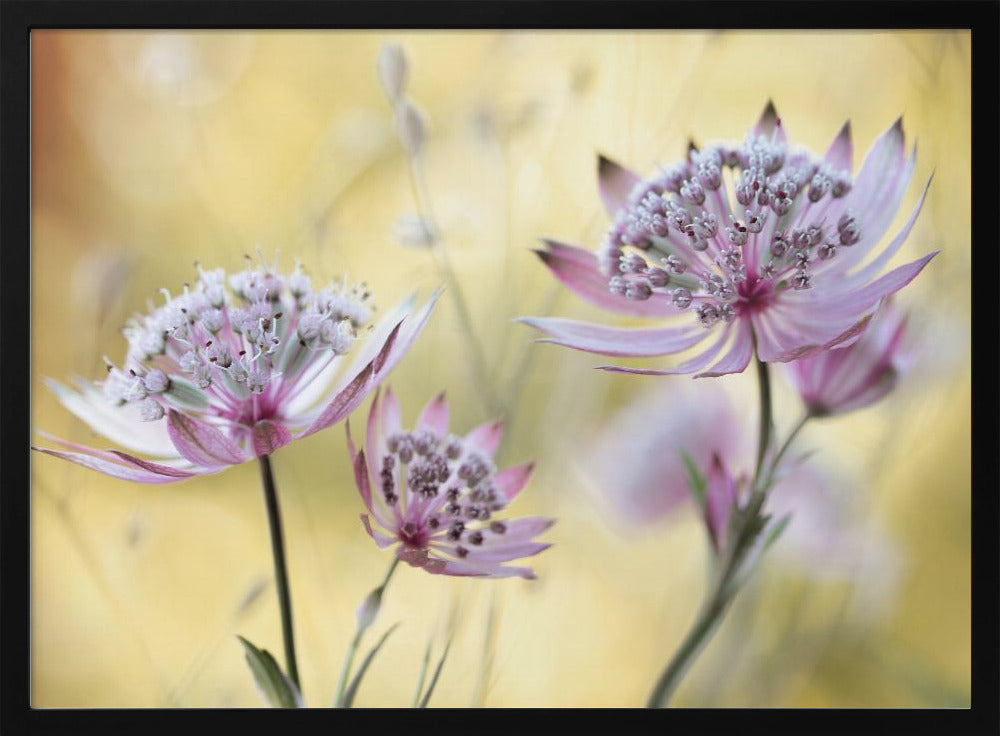 Astrantia Major Poster