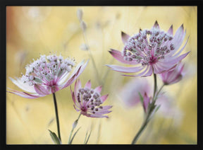 Astrantia Major Poster