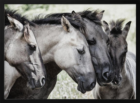 Four Konik Horses Poster