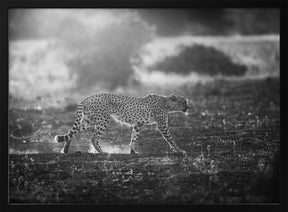 Backlit Cheetah Poster