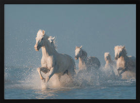 Angels of Camargue Poster