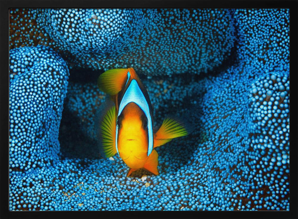 Clownfish in blue anémon Poster