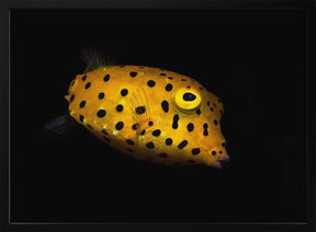 Yellow Boxfish Poster