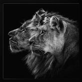 Lion and  lioness portrait Poster