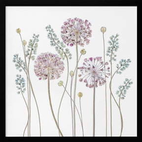 Allium Poster